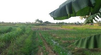 Gingergrass Homestay *