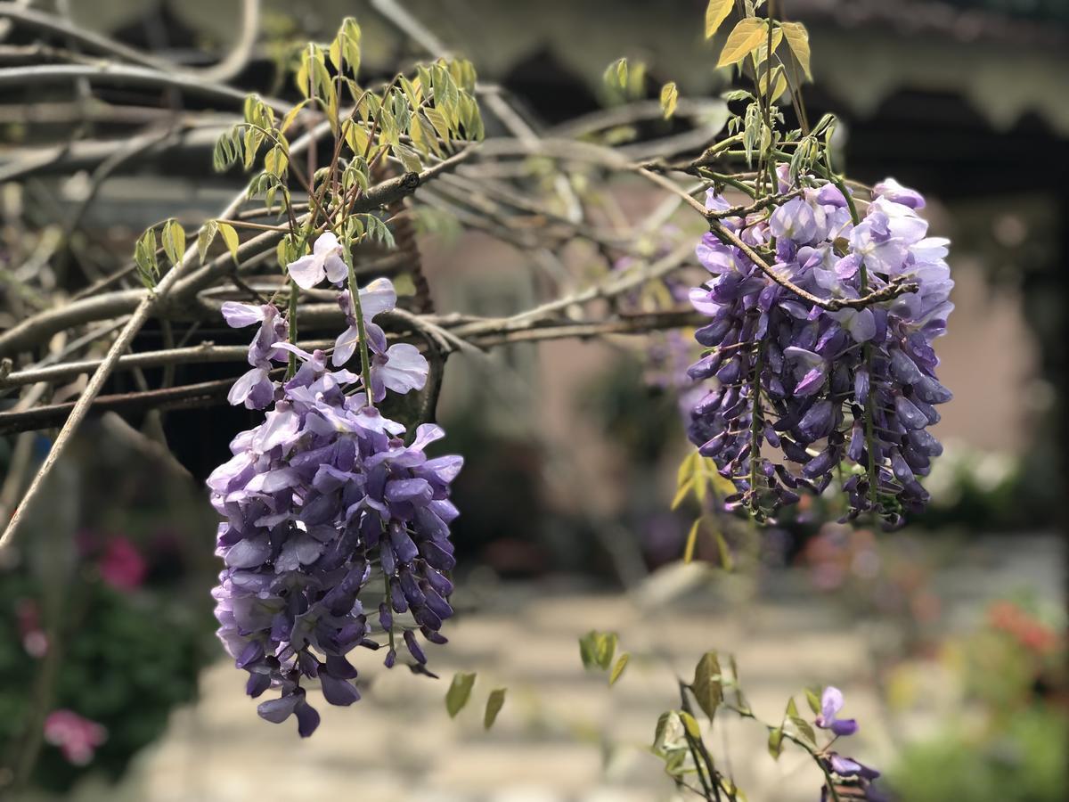 Garden Sa Pa