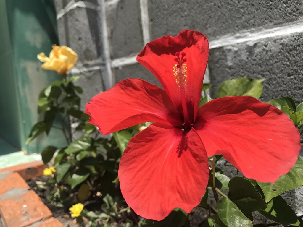 Guest house Anh Linh *