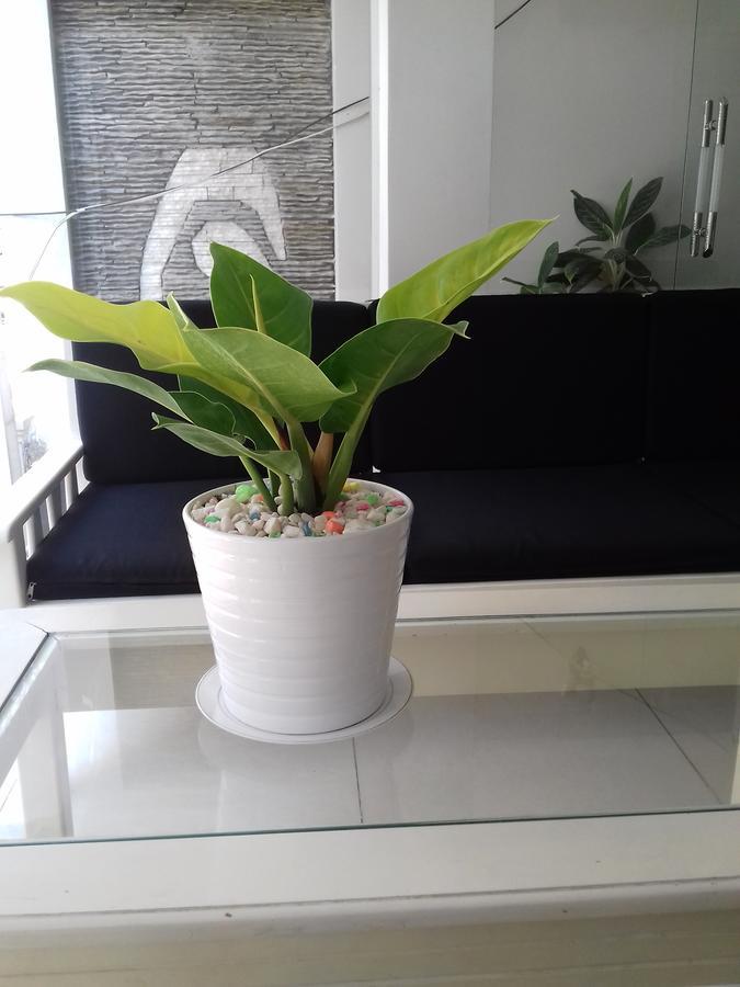 Hotel Seasala *