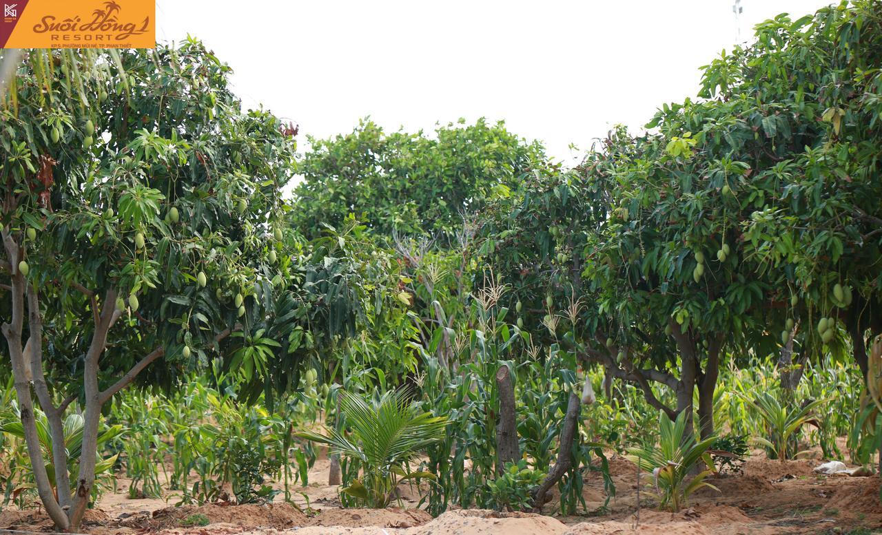 Suoi Hong Mui Ne