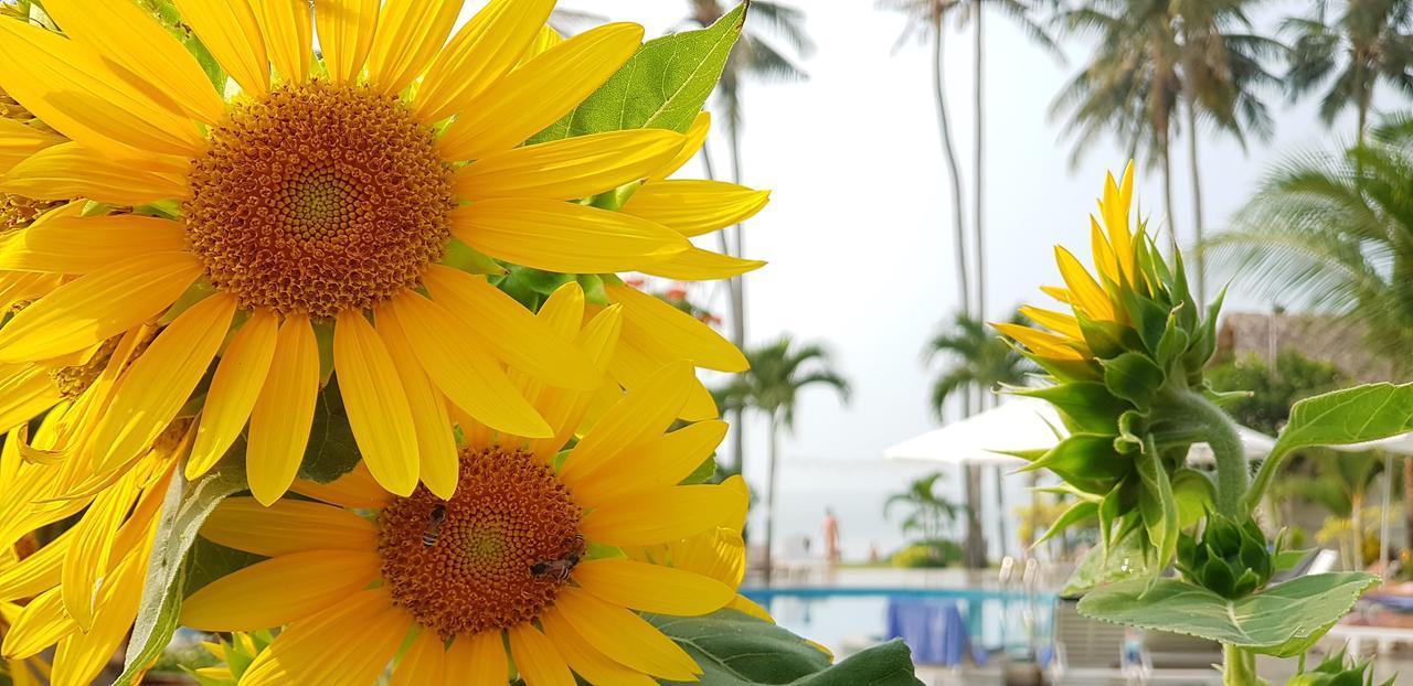 Dưỡng Bãi Biển Sun&sands Mũi Né