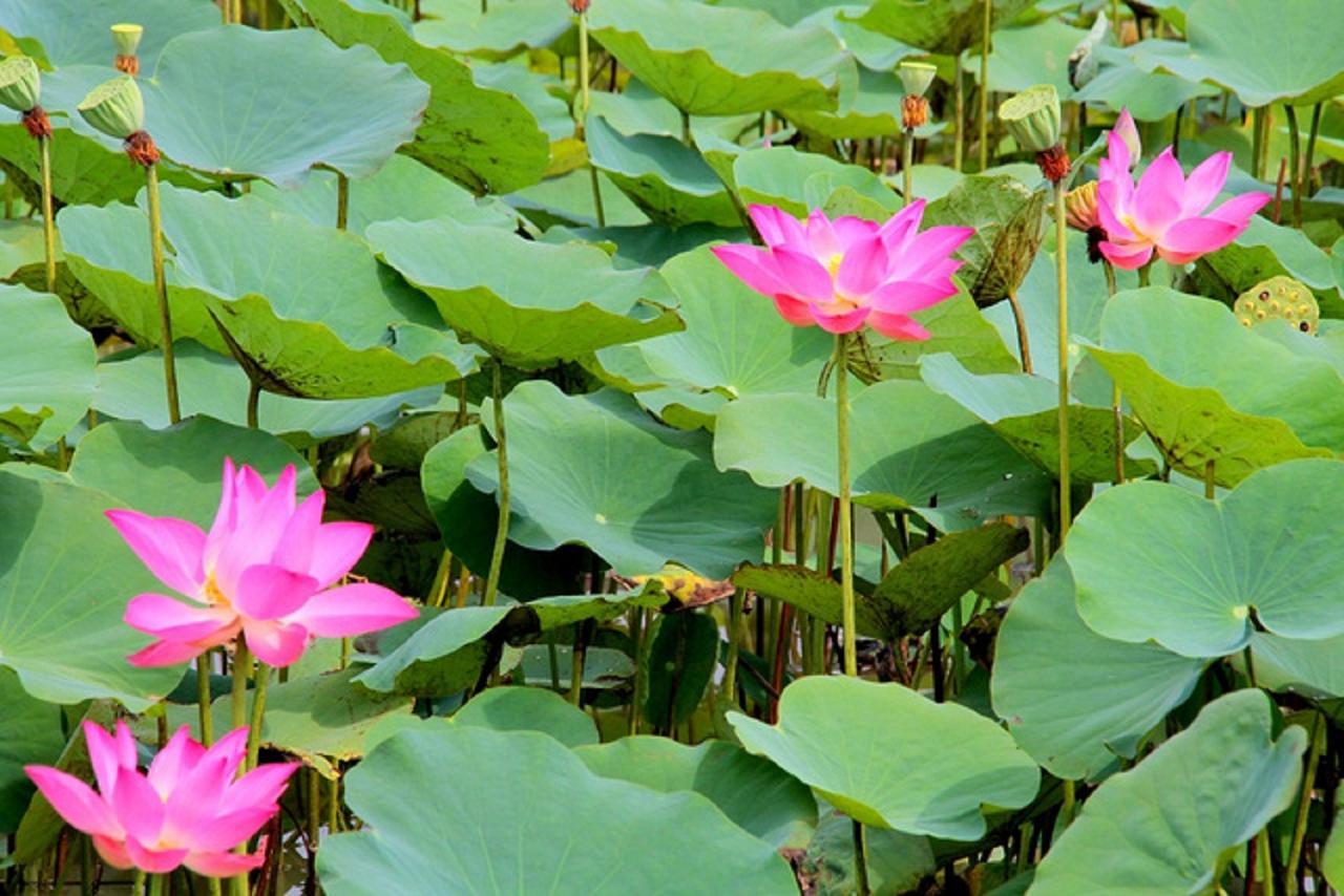 Ở trọ Nhà Dân Flame Flowers Hội An