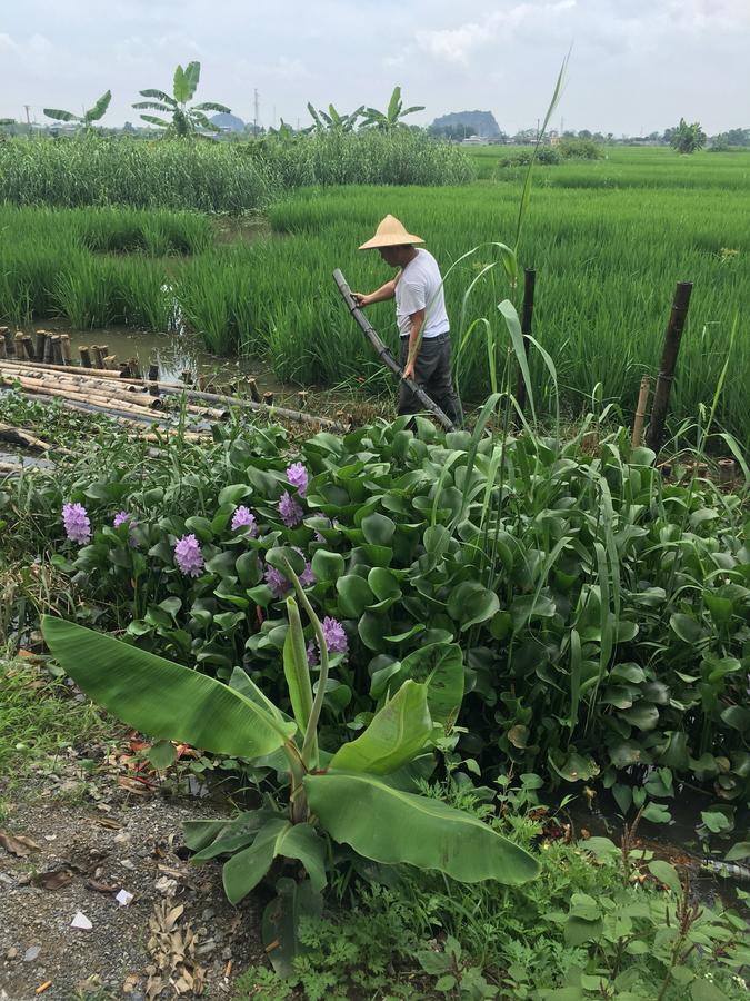 Homestay Tam Coc Rice Fields Ninh Binh
