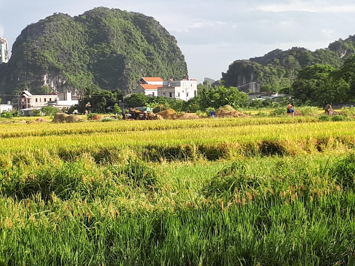 Tam Coc Rice Fields * Ninh Binh
