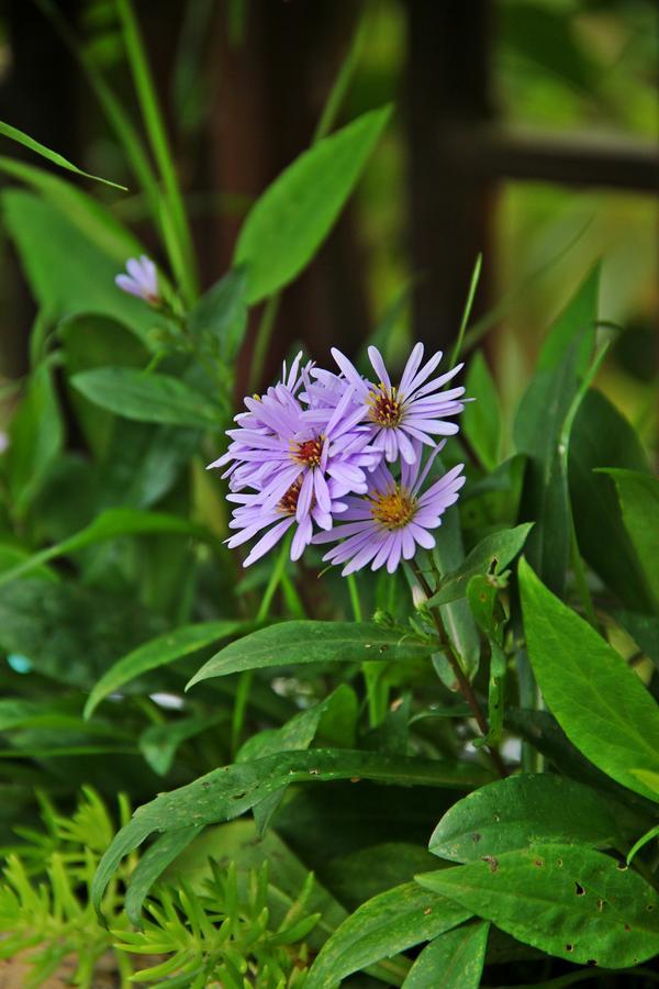Aroma Sapa