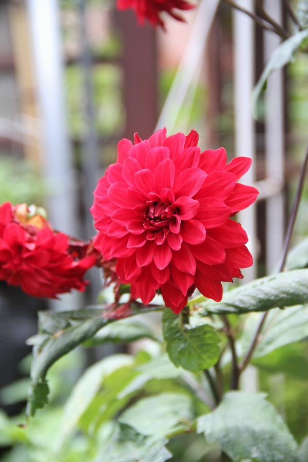 Aroma Sapa