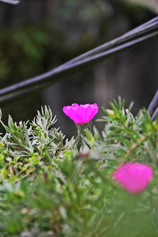 Aroma