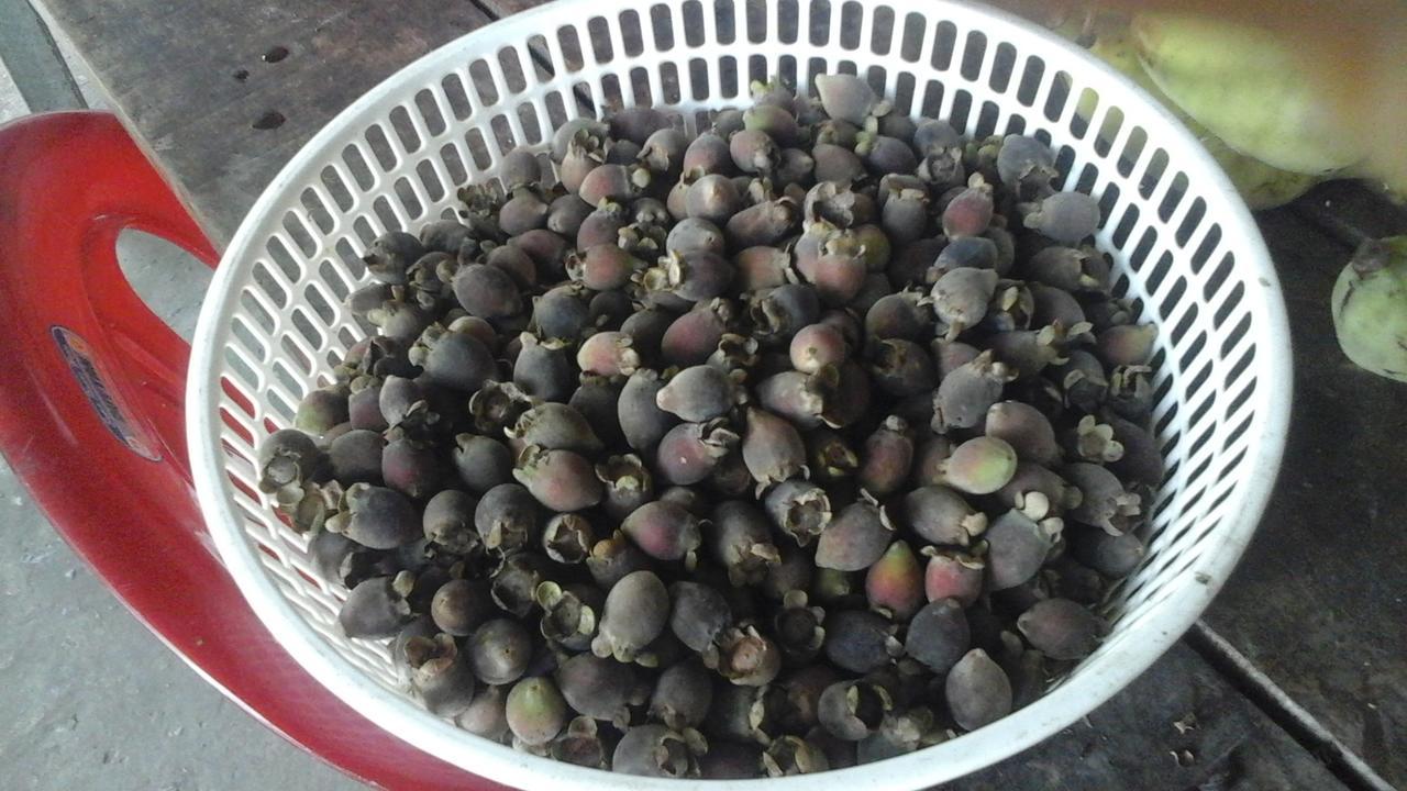 Pepper Farm Phu Quoc