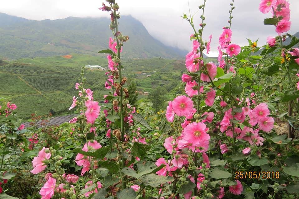 Ở trọ Dao *