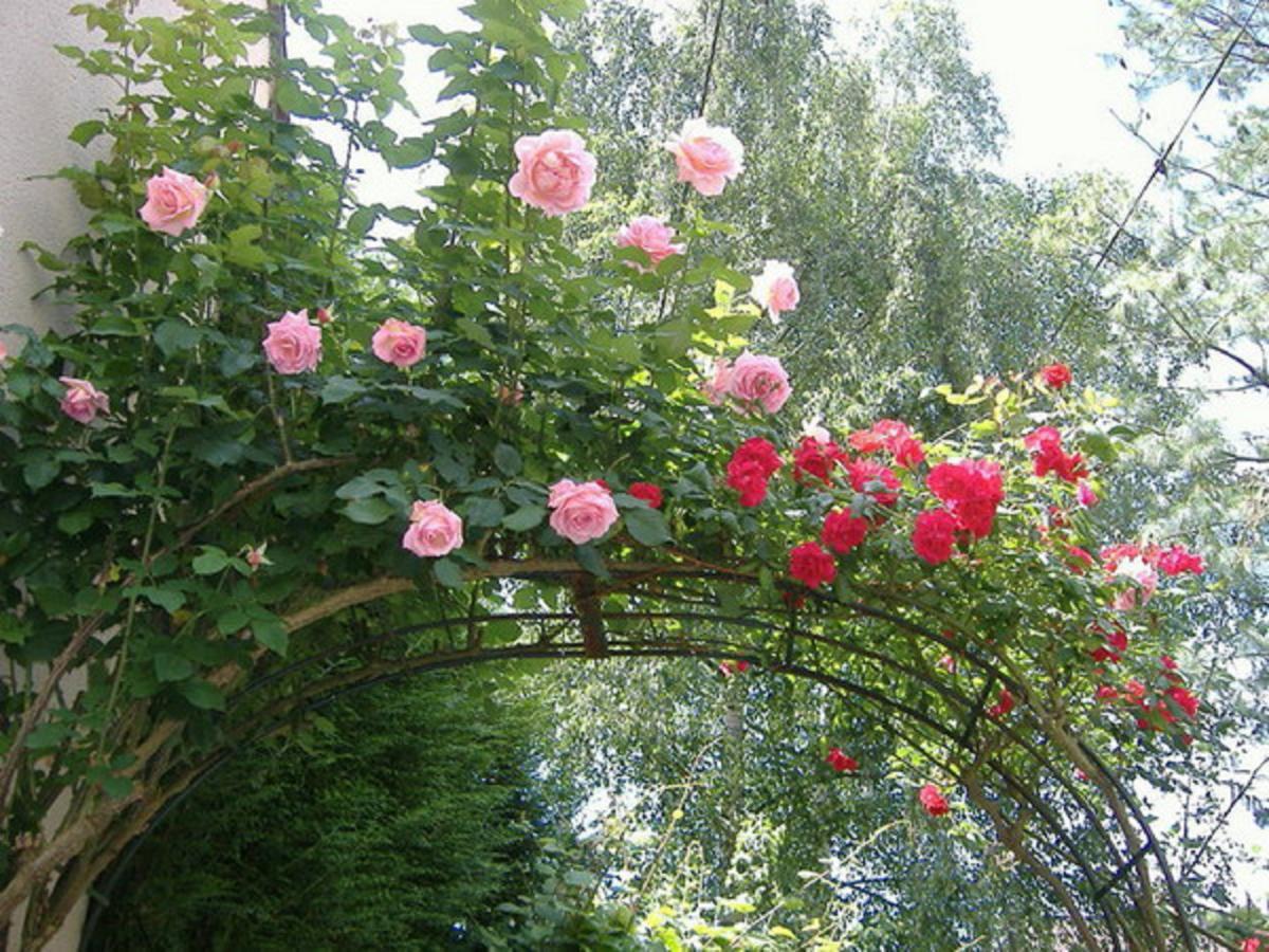 Nhà Dân Flame Flowers Ở trọ