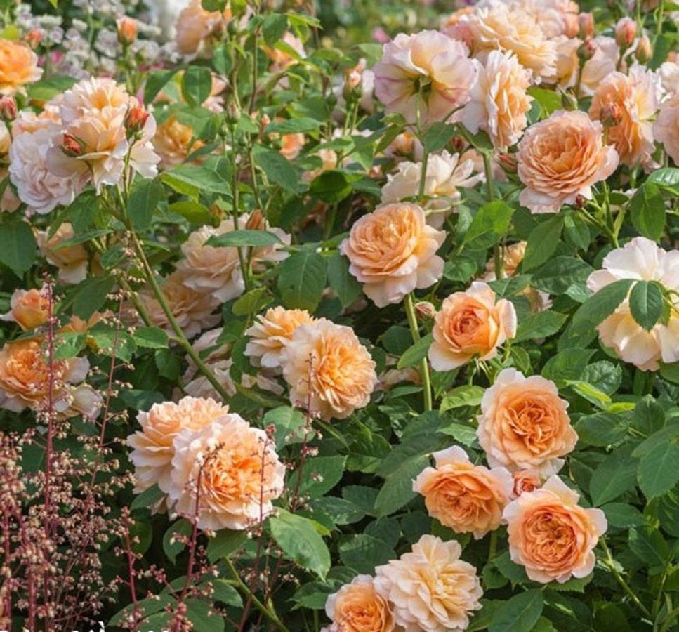 Nhà Dân Flame Flowers Ở trọ Hội An