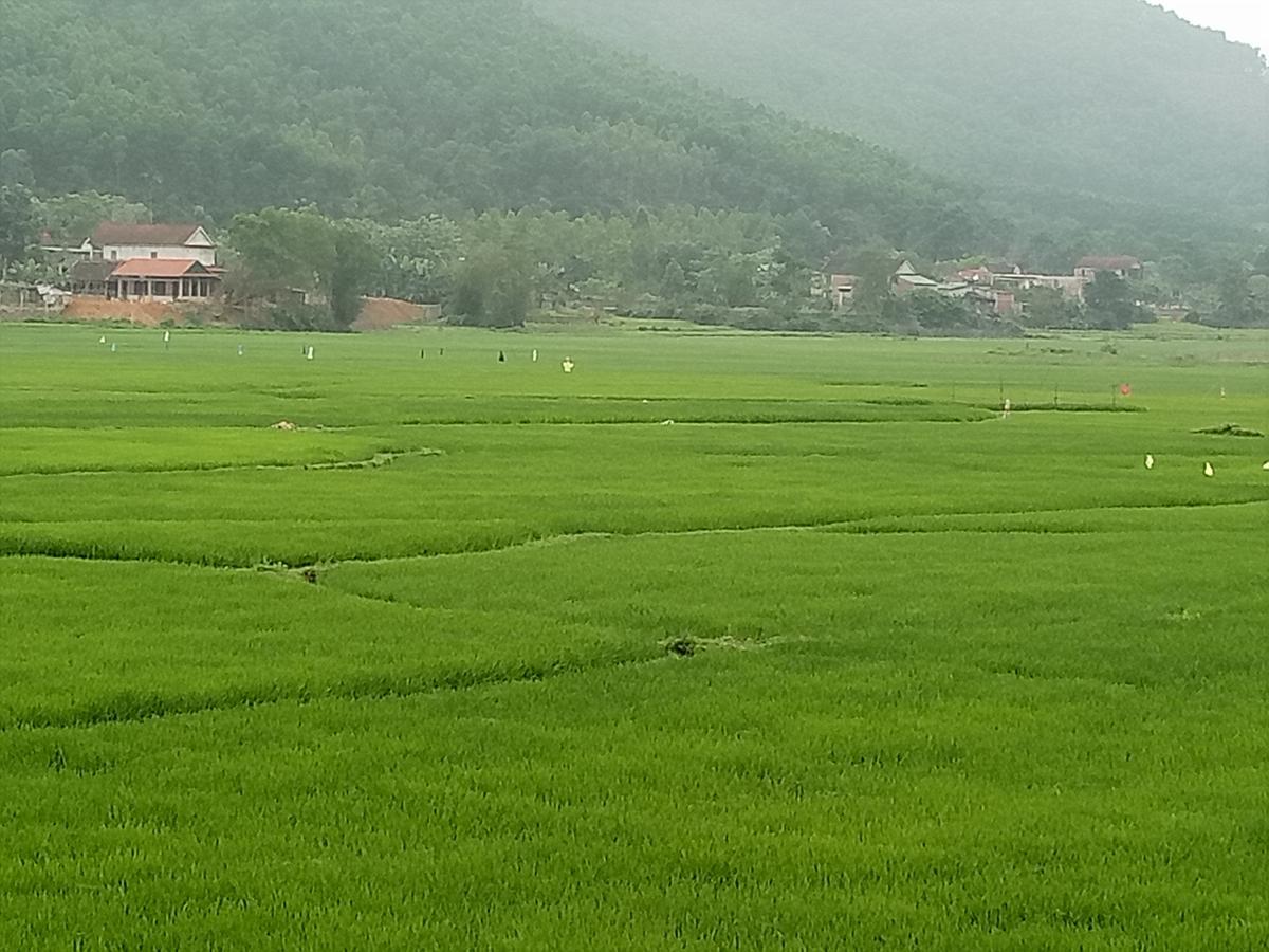 Rice Field *