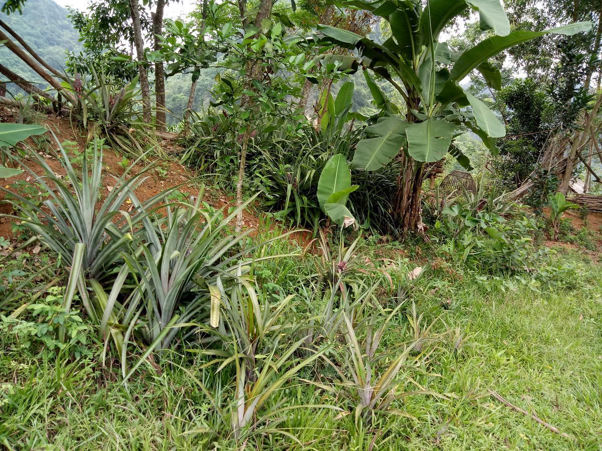 Lodge Rice Field *