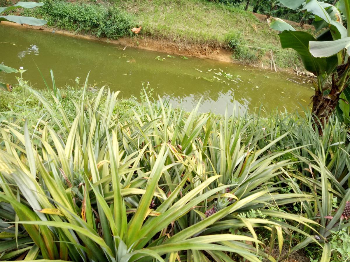 Rice Field Phong Nha