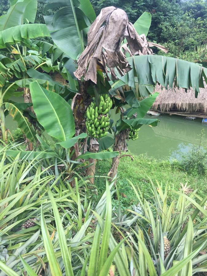 Rice Field * Phong Nha