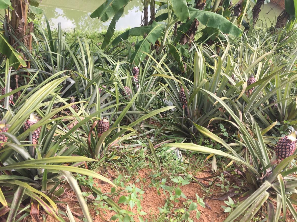 Rice Field Lodge