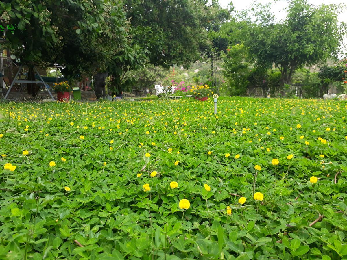 Dao Hoa Vang Khách sạn Cam Ranh
