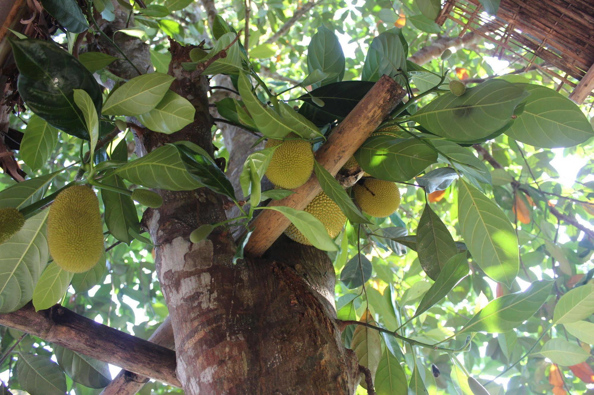 Guest house Pepper Farm Phu Quoc Phu Quoc