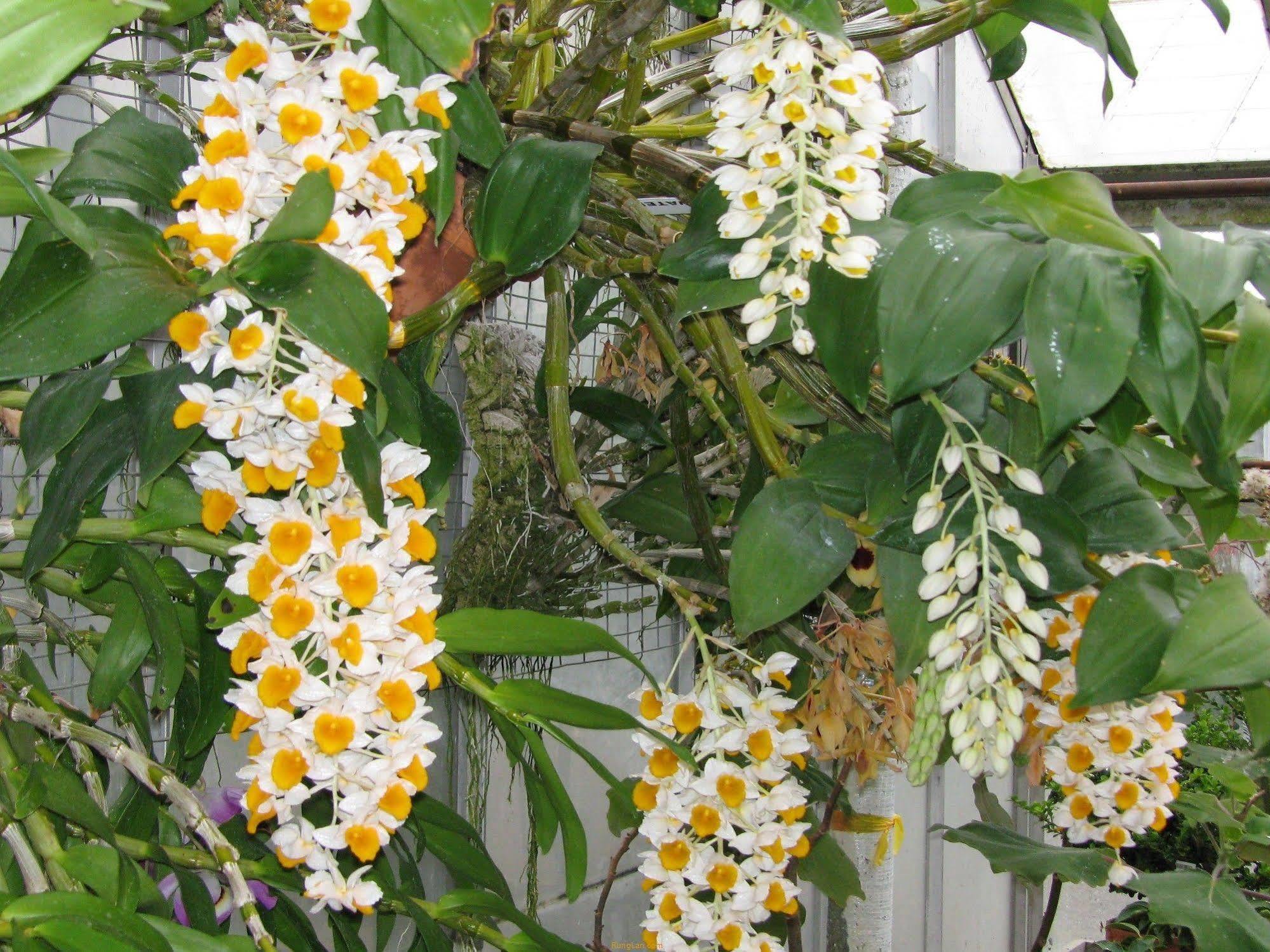 Rice Flower Homestay