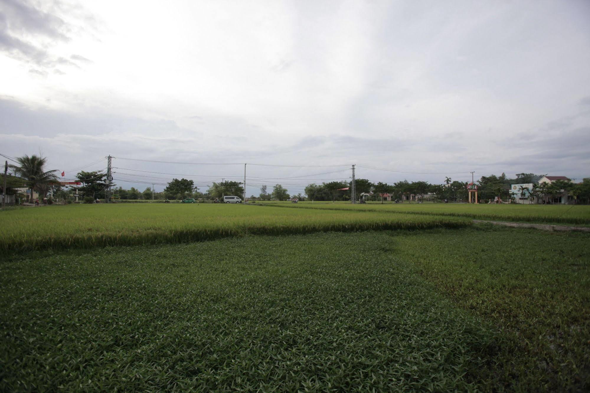 Rice Flower