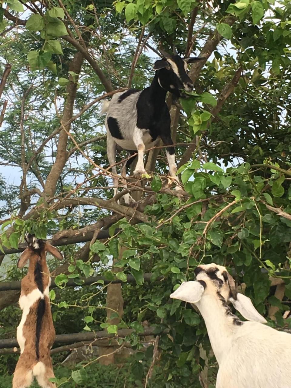 Nam Phương *