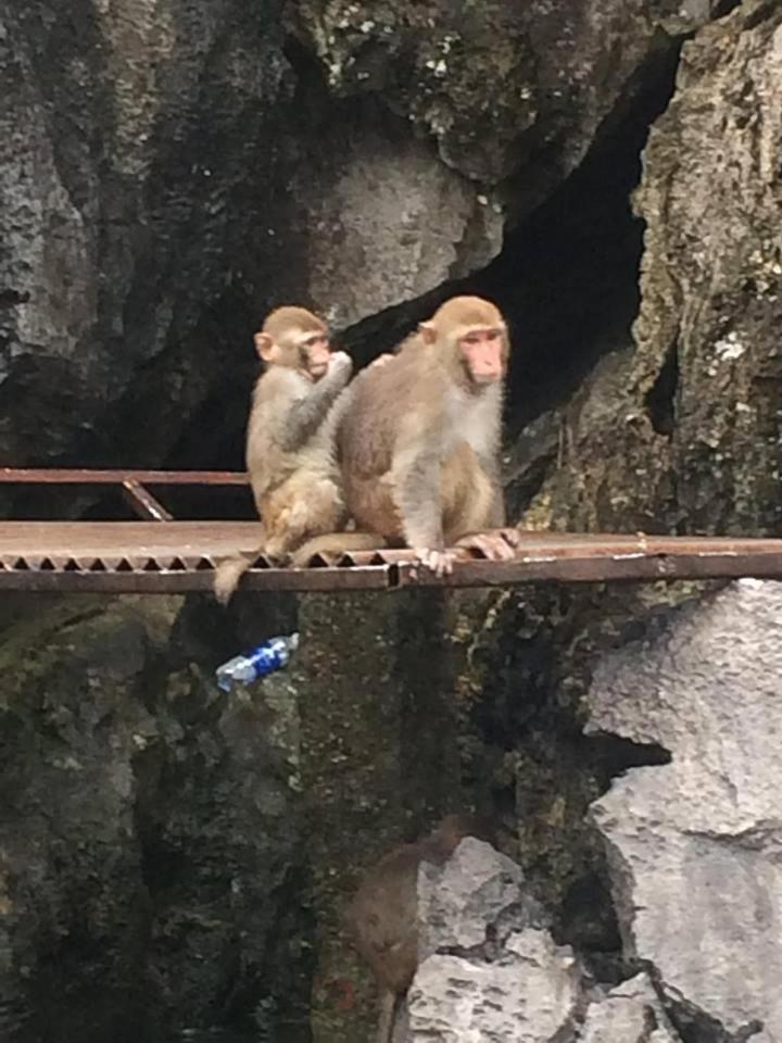 Son Duong 31 Anh Dao
