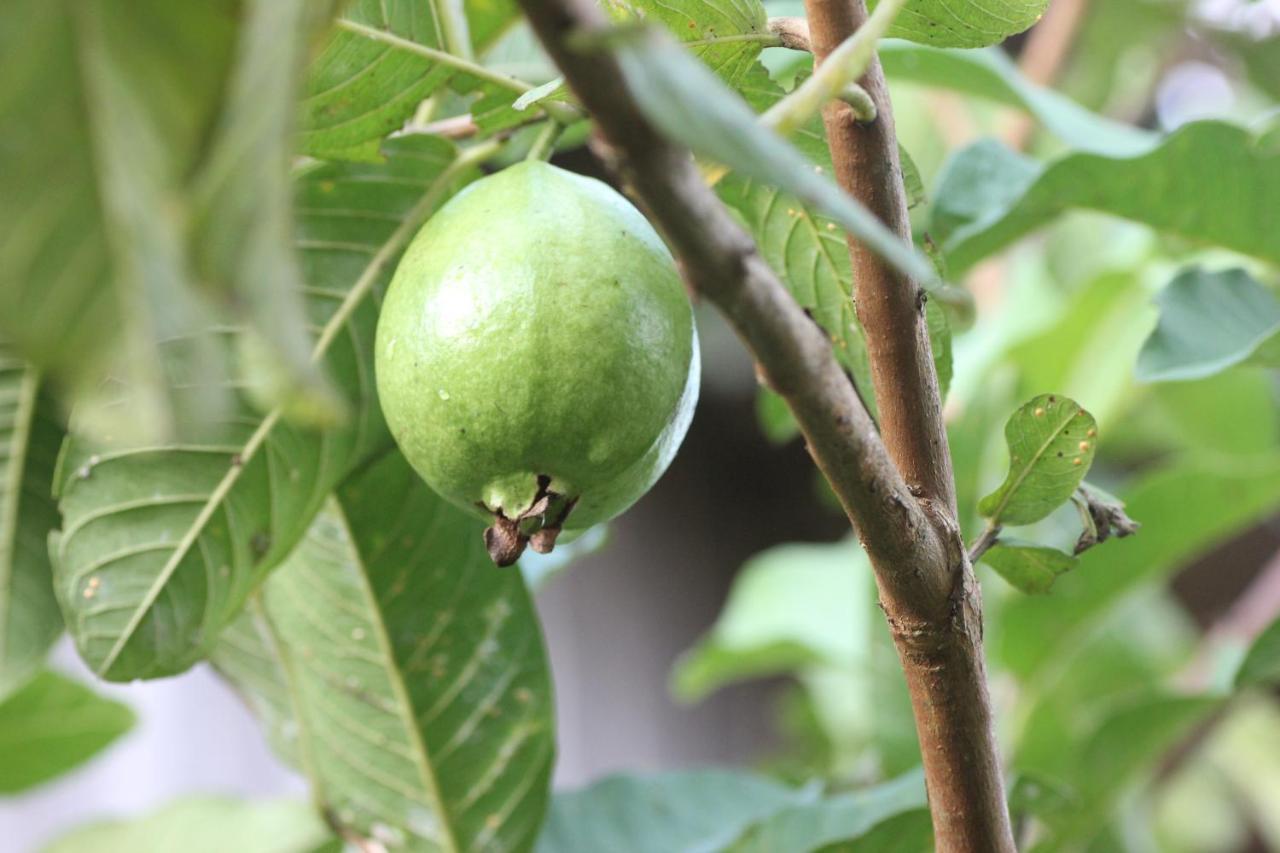 Pepper Farm Phu Quoc * Phu Quoc