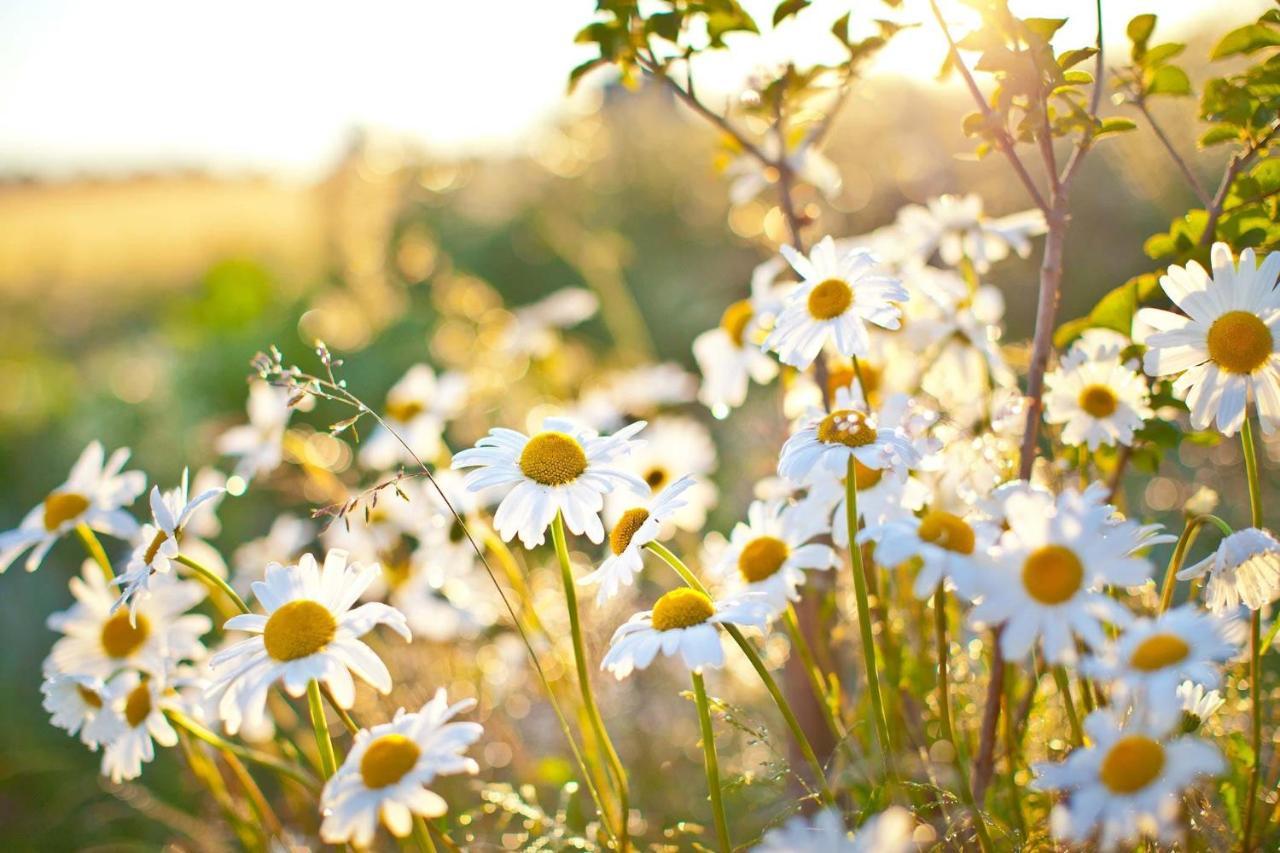 Daisy