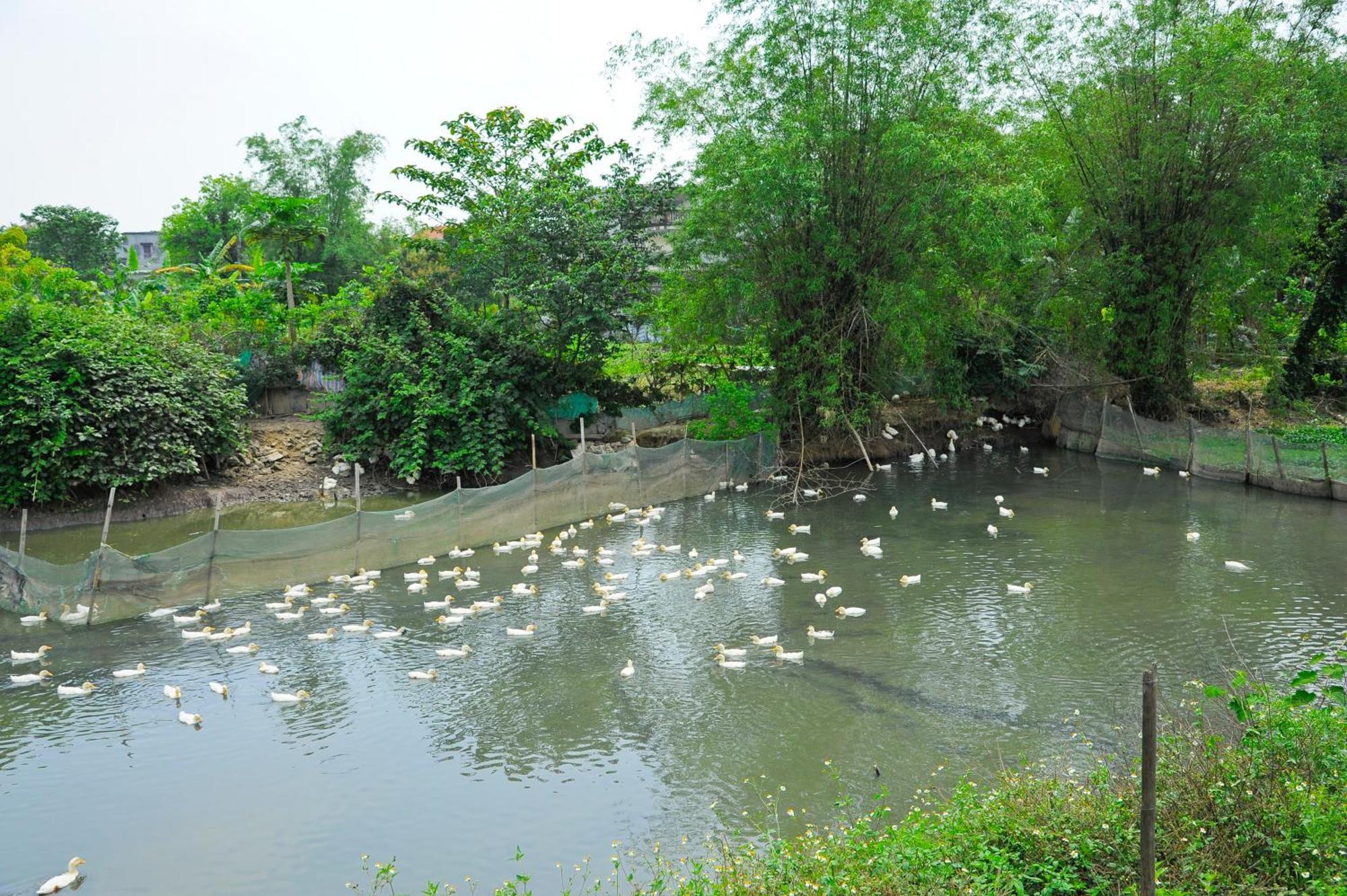 Hoang Giang Homestay Ninh Binh