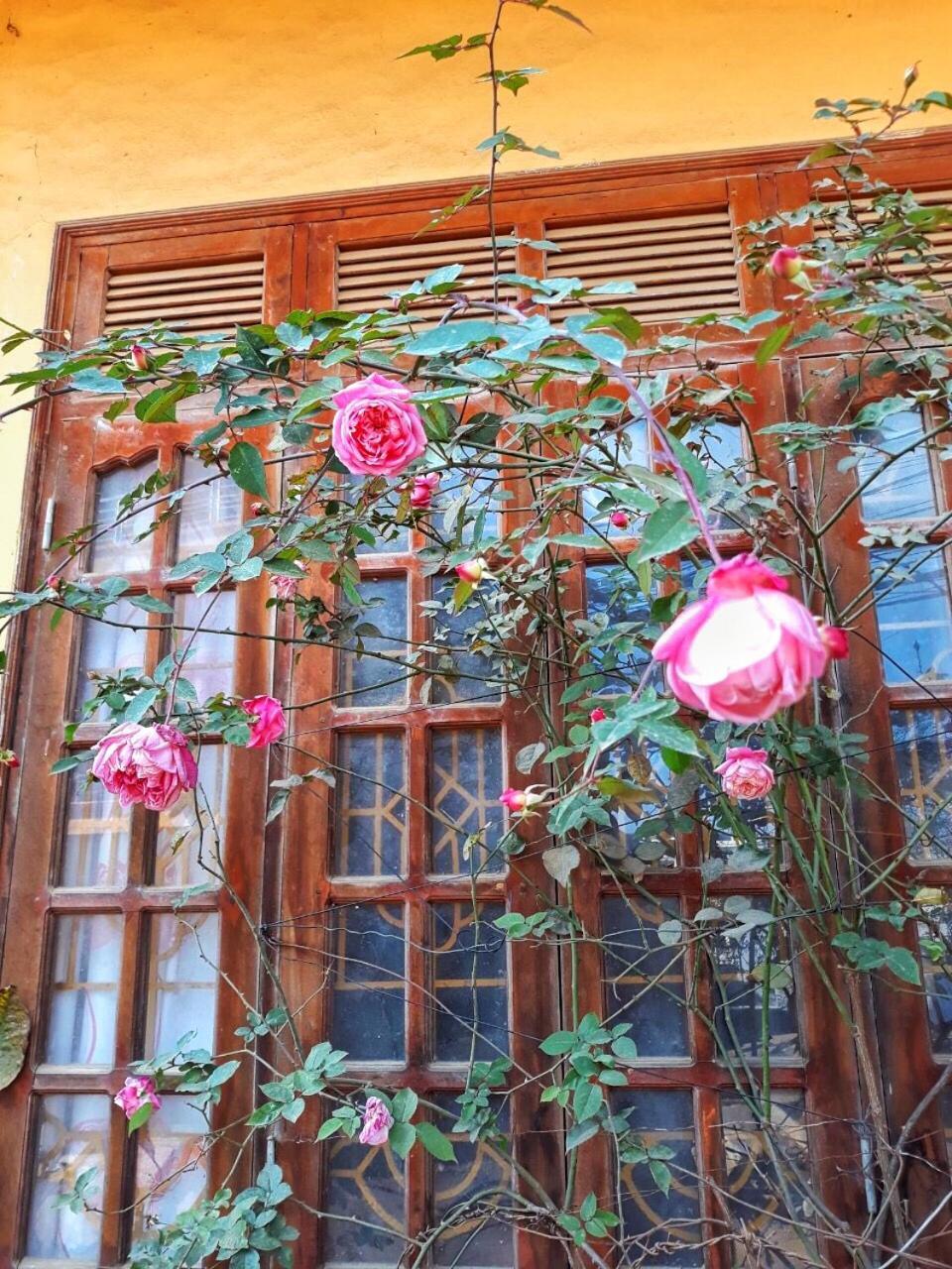 Guest house Thanh Ha Sa Pa