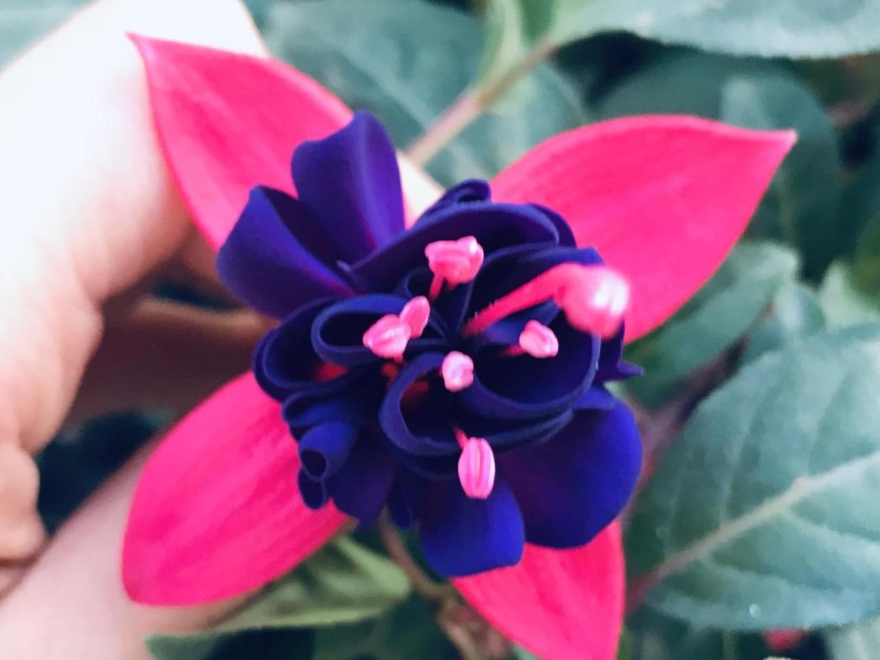 Hà Khoa