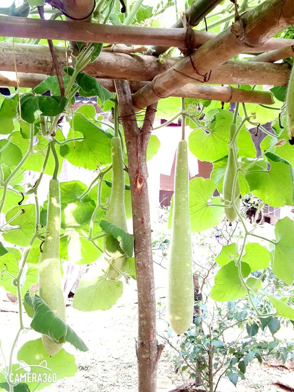 Bed & Breakfast Phong Nha Love Homestay Phong Nha
