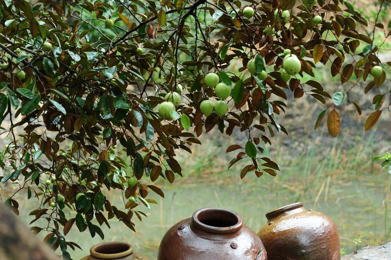 Buffalo Eco Garden Hotel