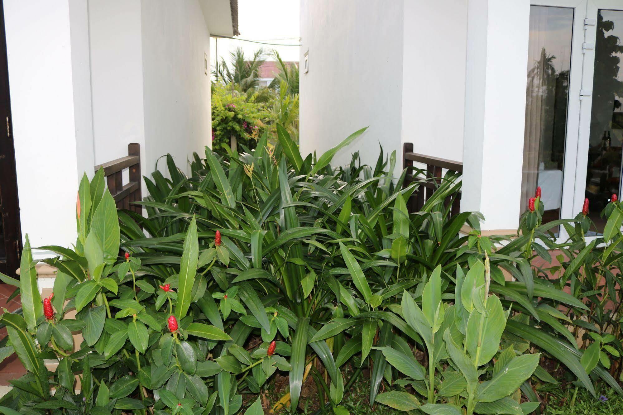 Areca * Hội An