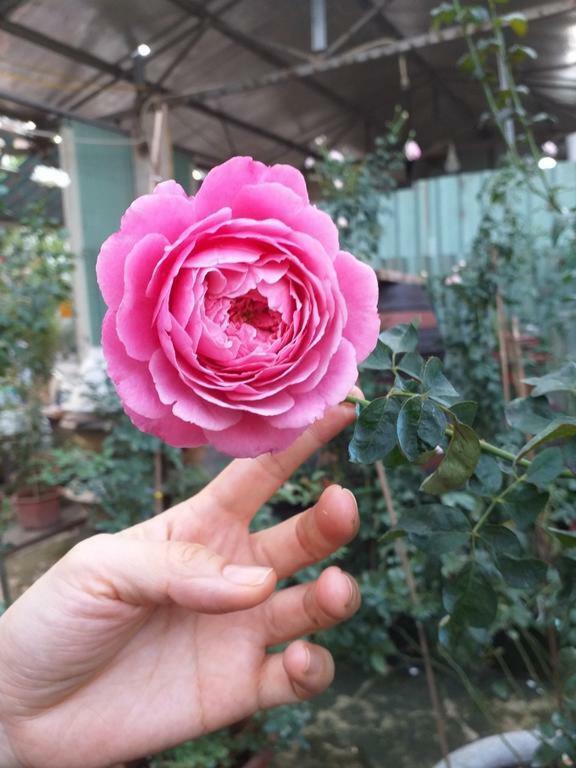 Rosetta Khách sạn