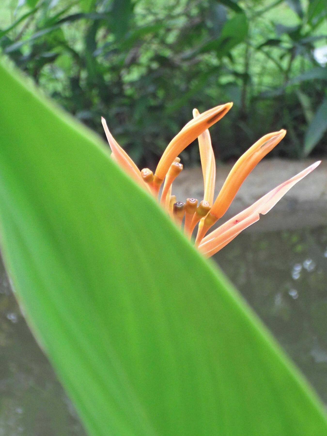 La Paloma Resort Phu Quoc