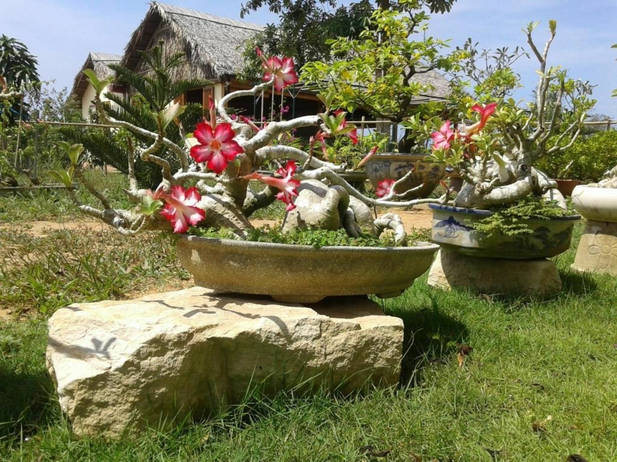 Spring Garden
