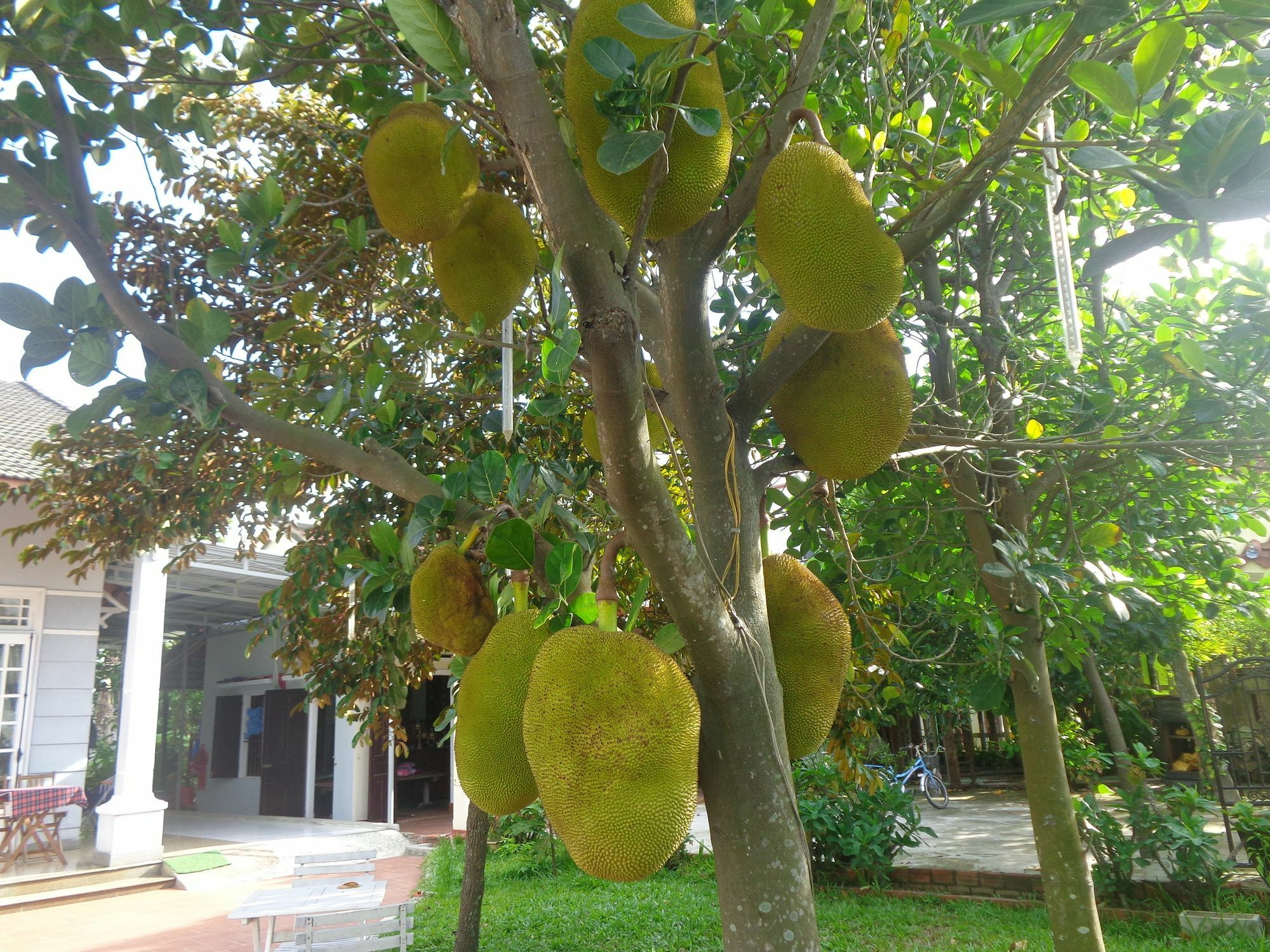 Gingergrass Homestay Hoi An