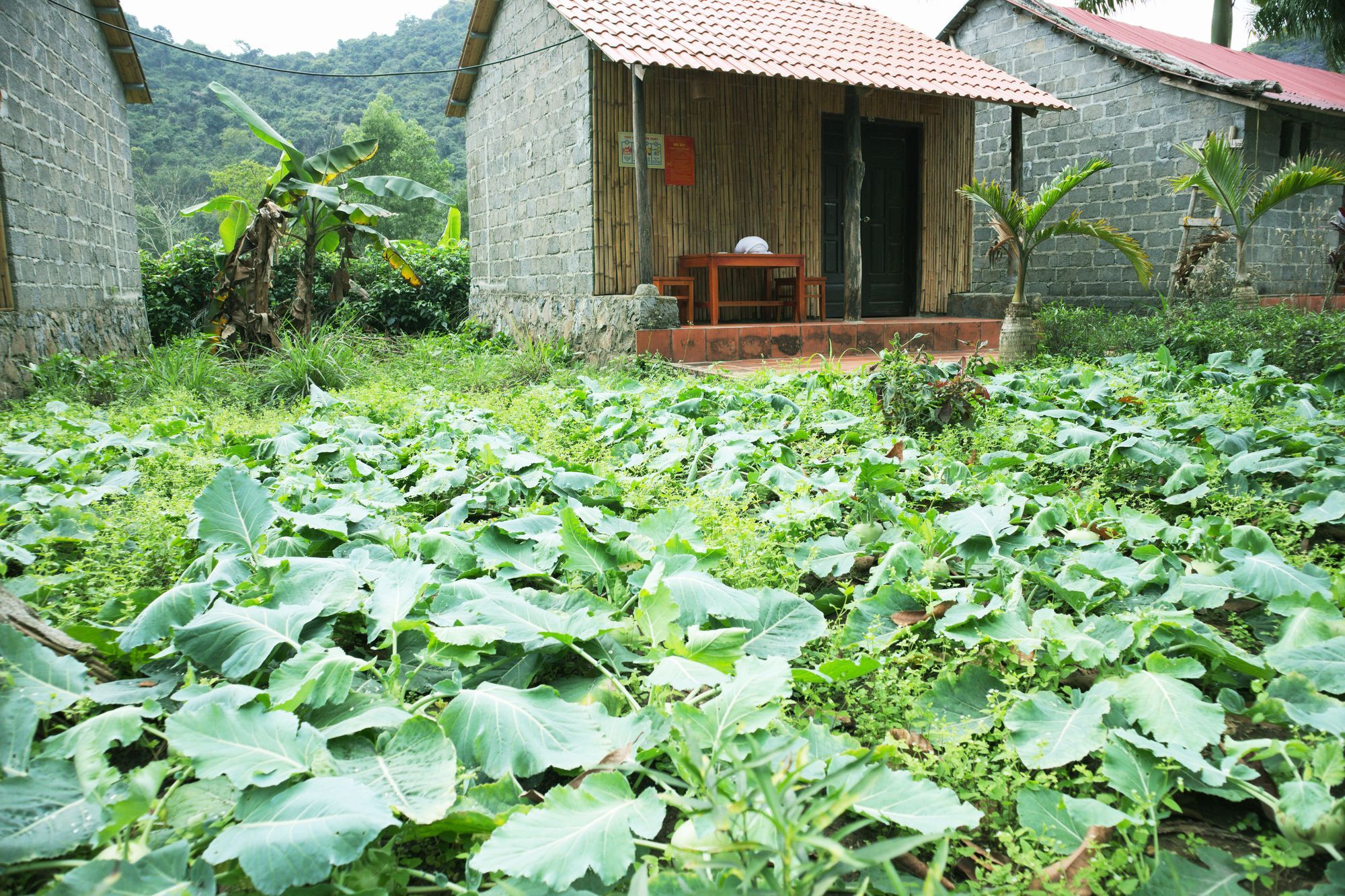 Viet Lan