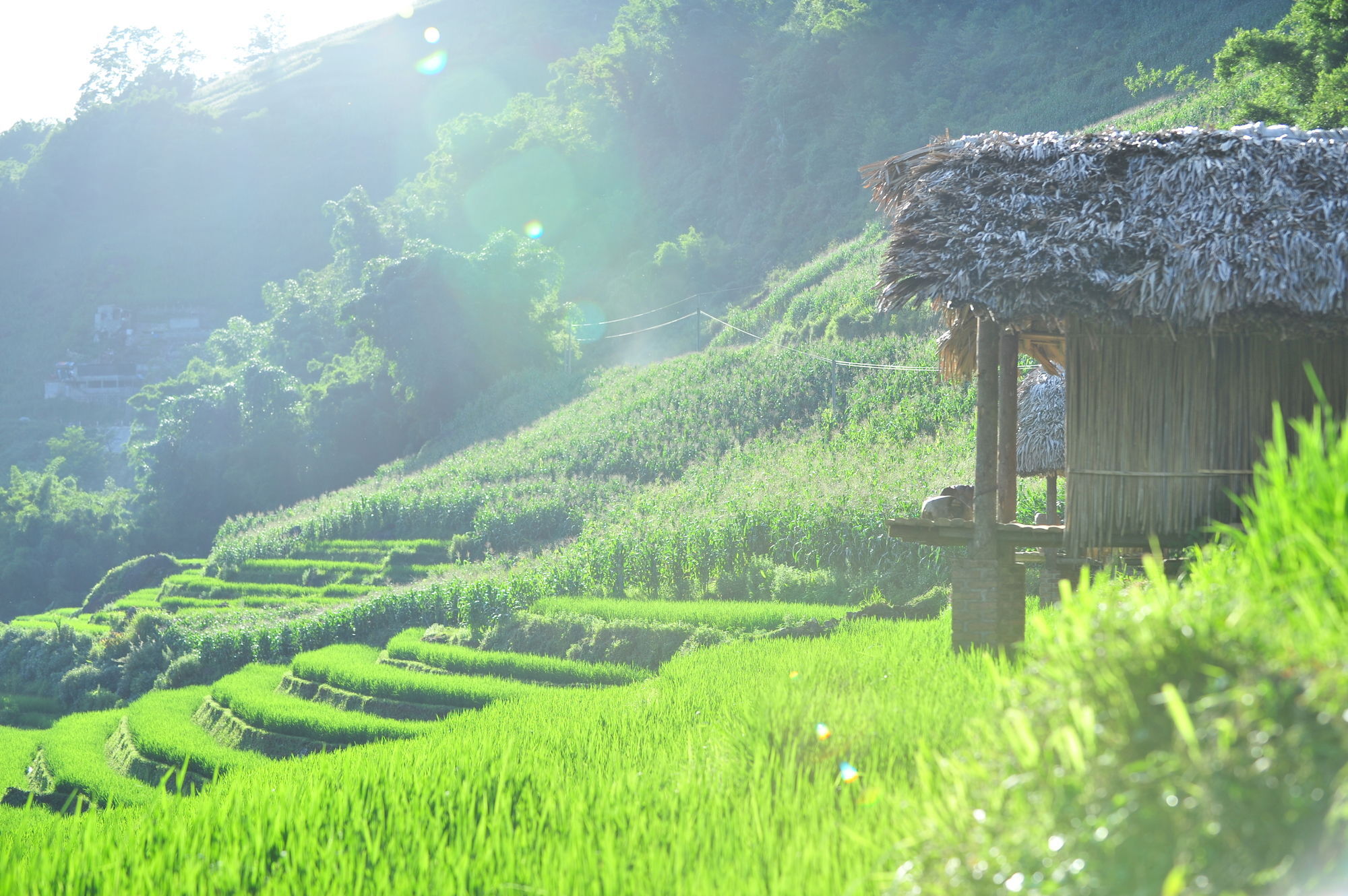 Khu nghỉ mát Eco Palms House - Retreat 3*