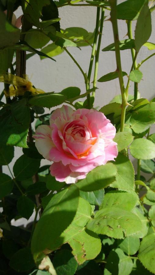 Hung Phuc Mũi Né