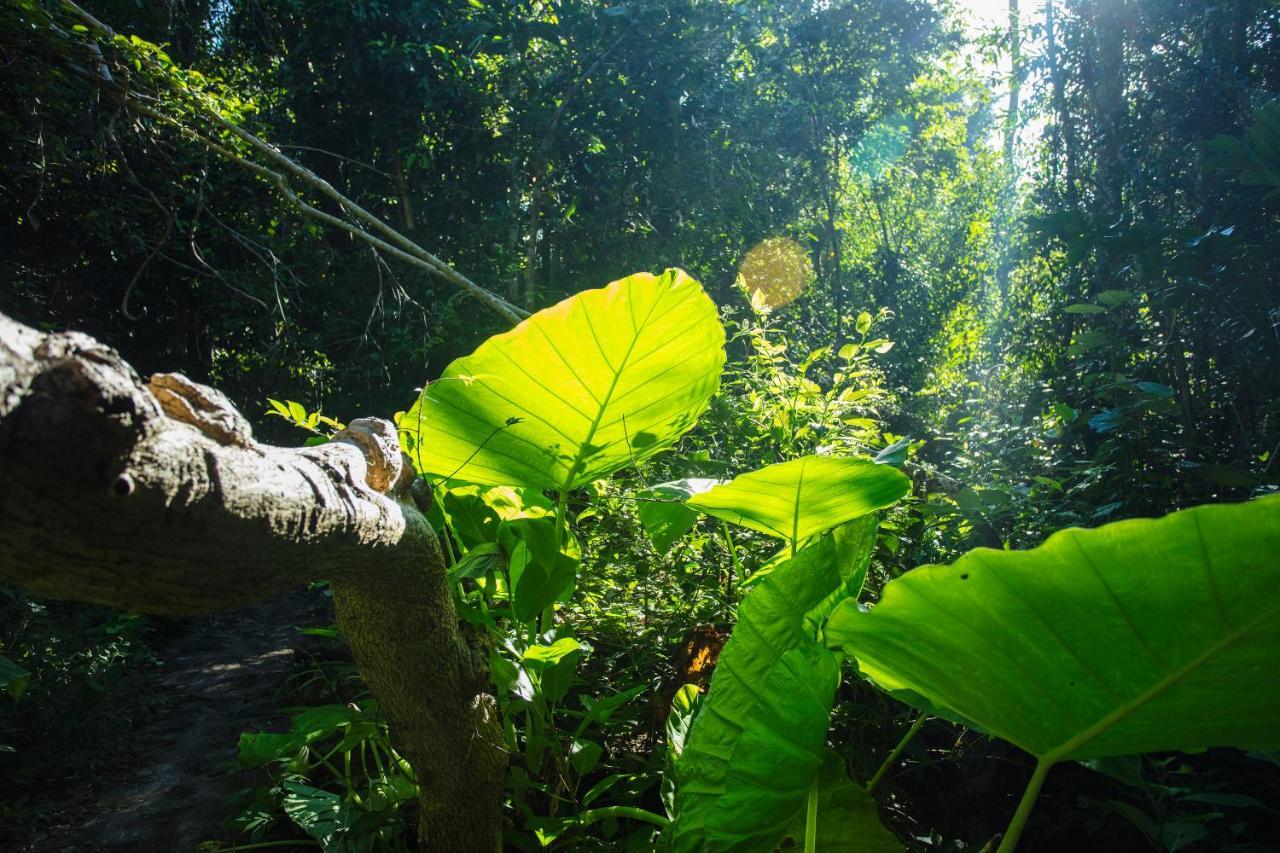 Hotel Jungle 3*