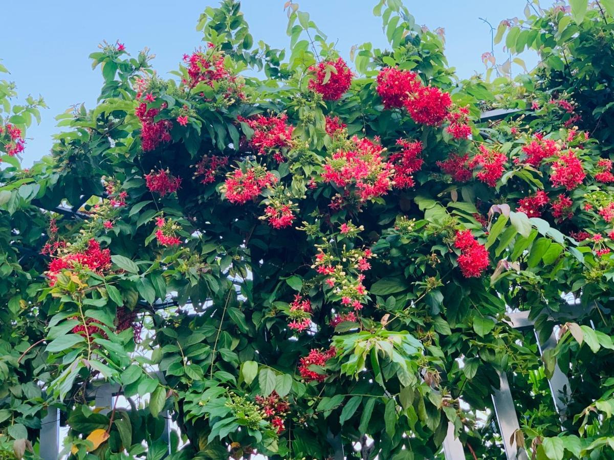 Canary Phú Quốc