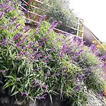 Sapa Tatu Homestay