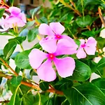 Ecovil Resort Phu Quoc