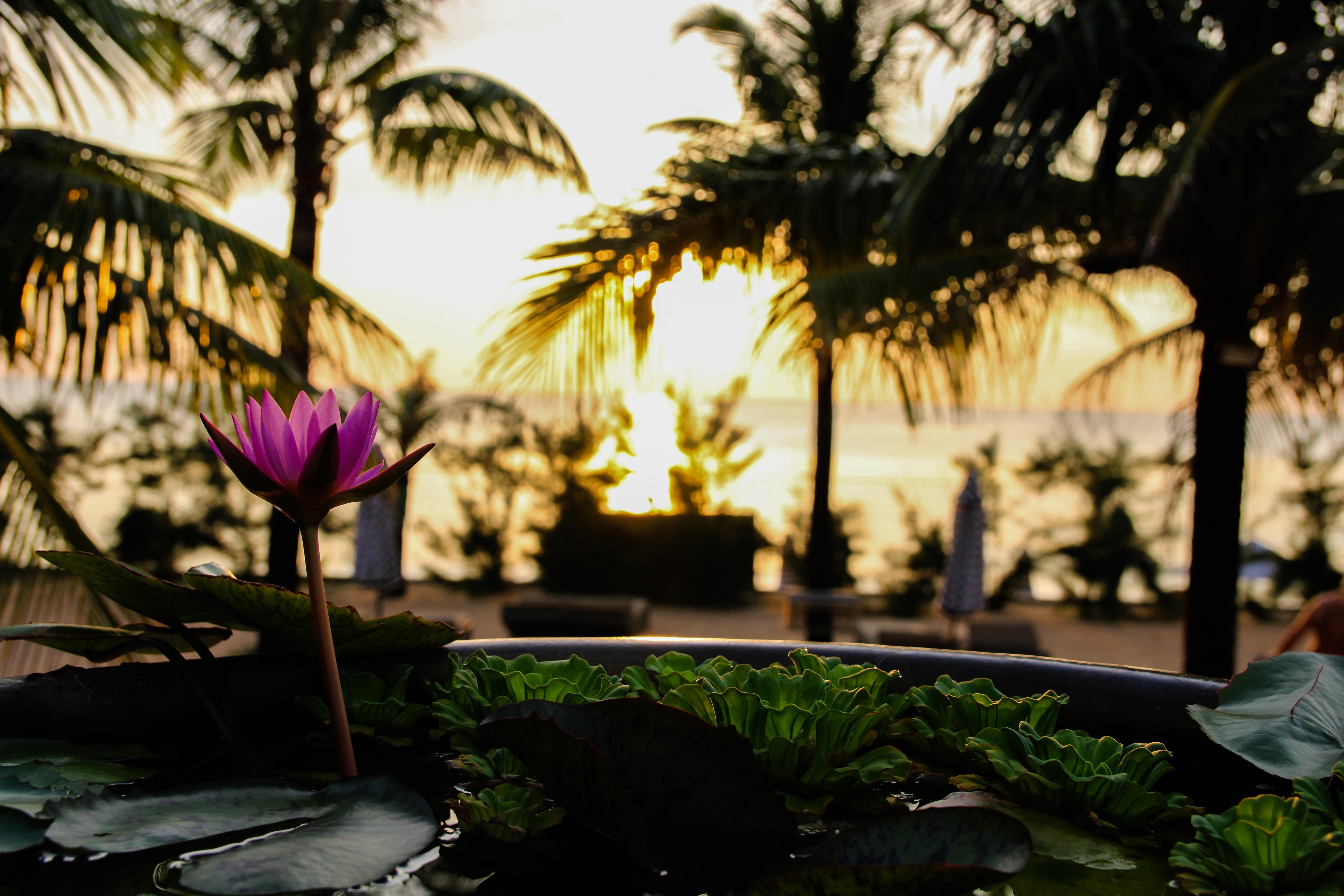 Cassia And Resort
