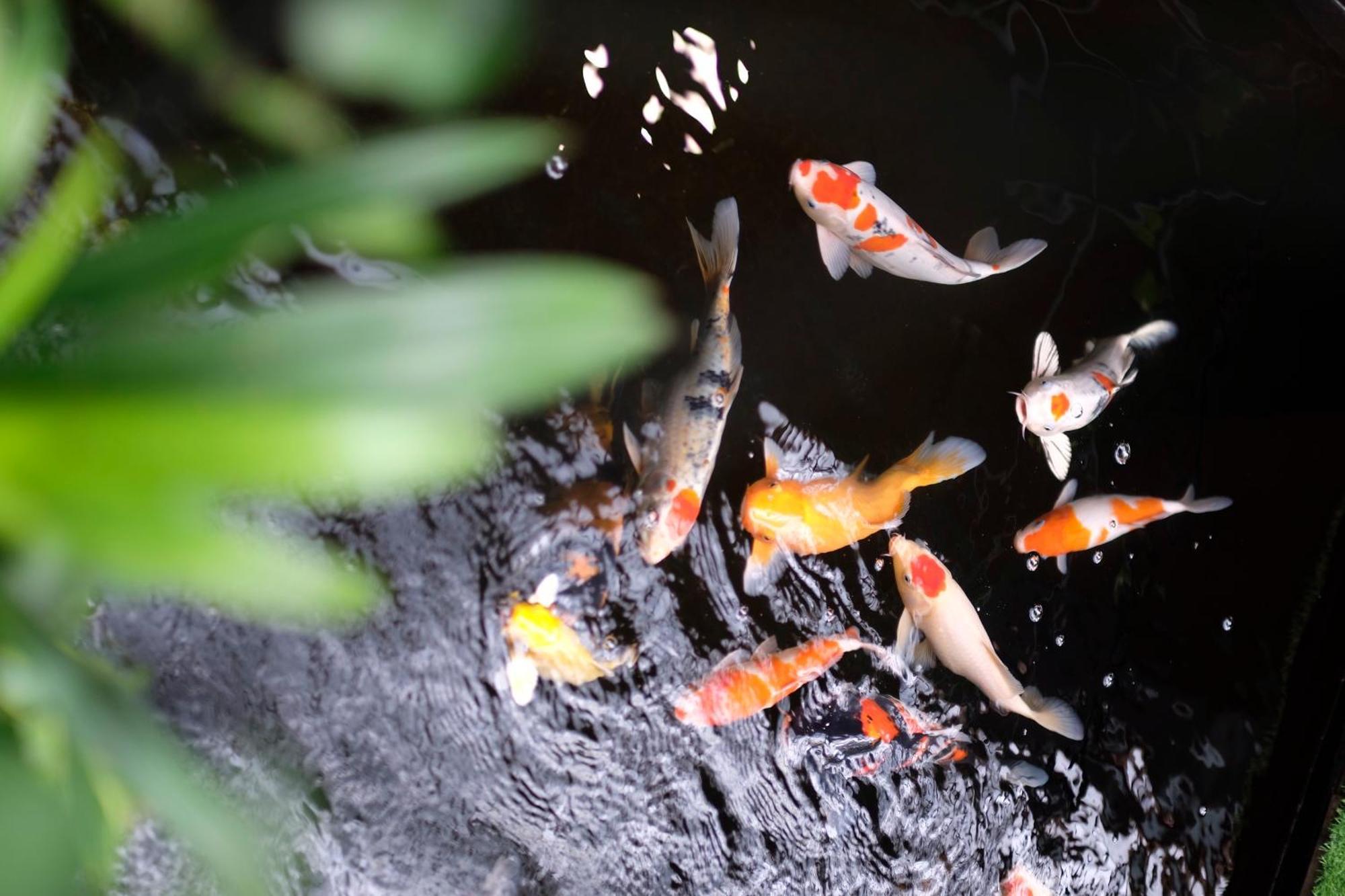 De Campagne Biệt thự