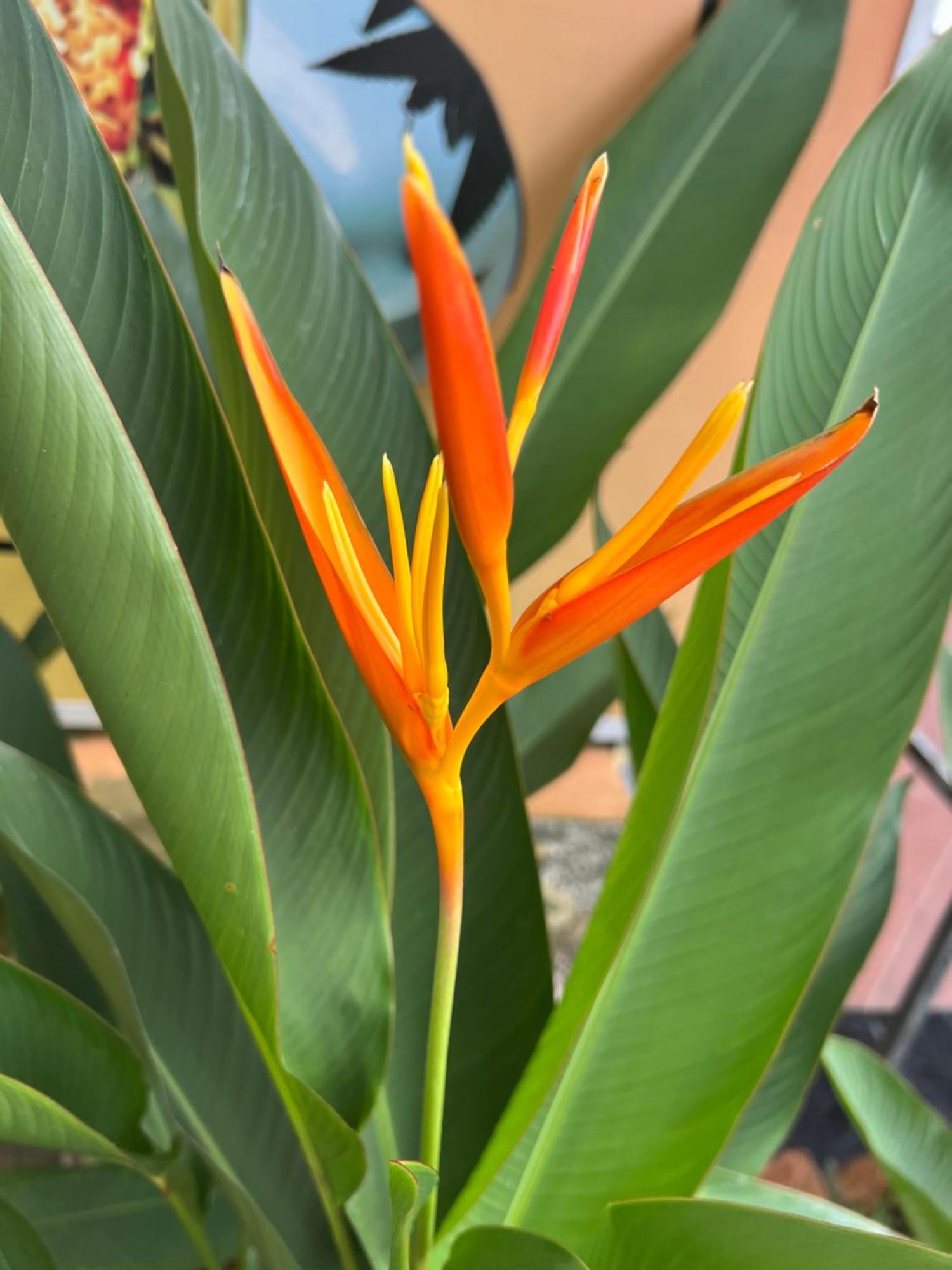 Homestay Tropical Garden Phu Quoc