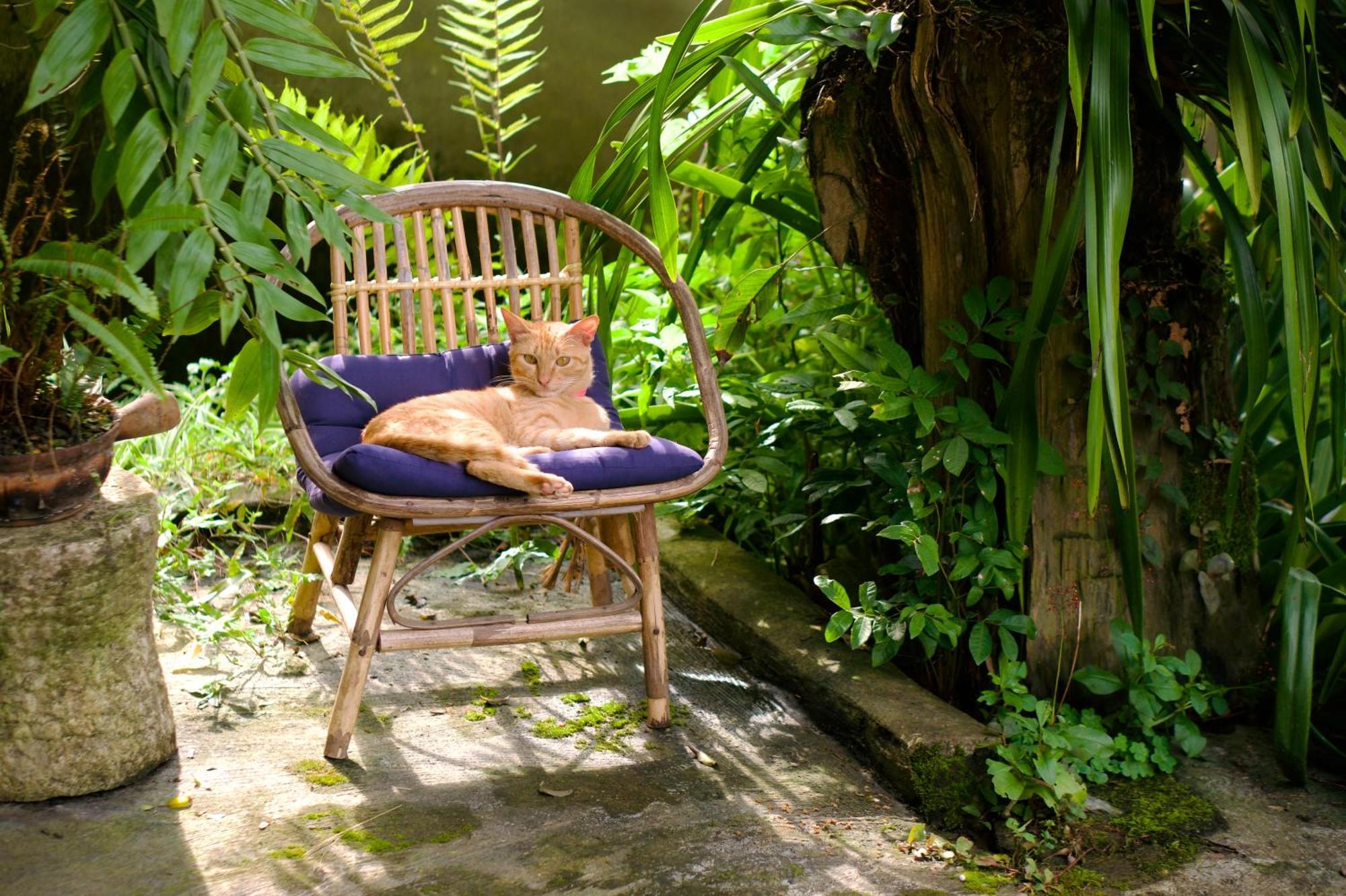 Bluebird - Cozy Indigo Sa Pa